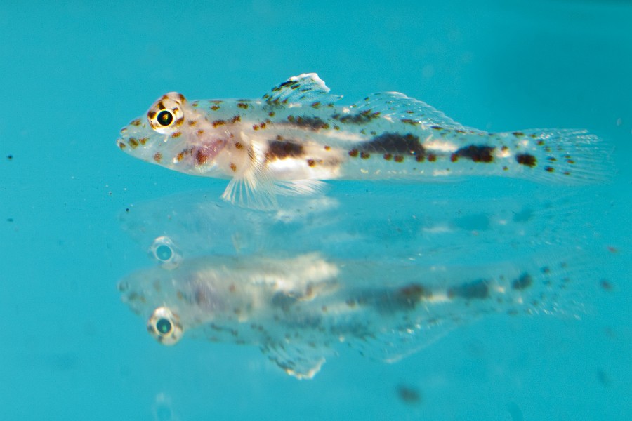 Goby Fish in Saltwater Aquarium